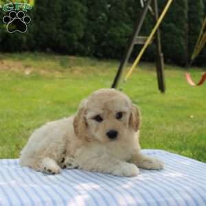 Clara, Mini Goldendoodle Puppy